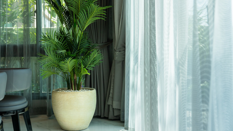 Large plant surrounded by windows