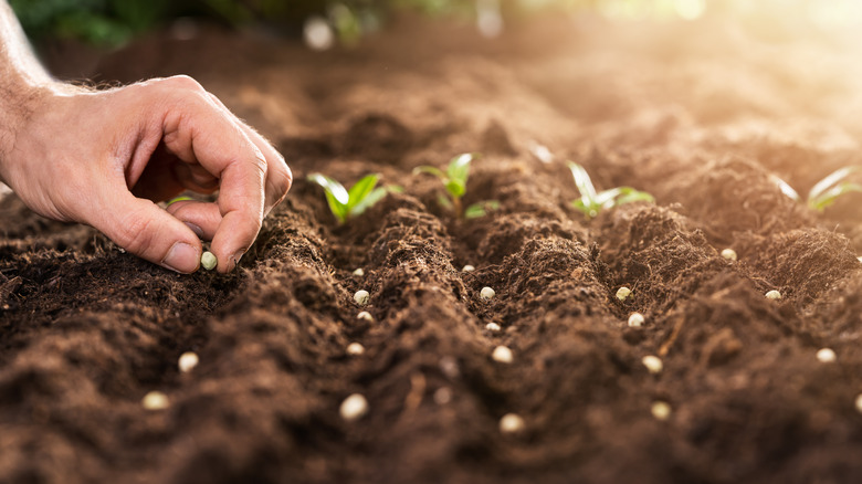 Person planting seeds in ground