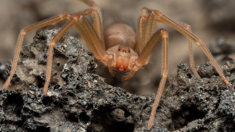 Brown spider close-up image