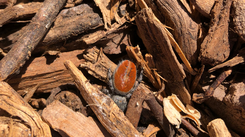 Spider in mulch