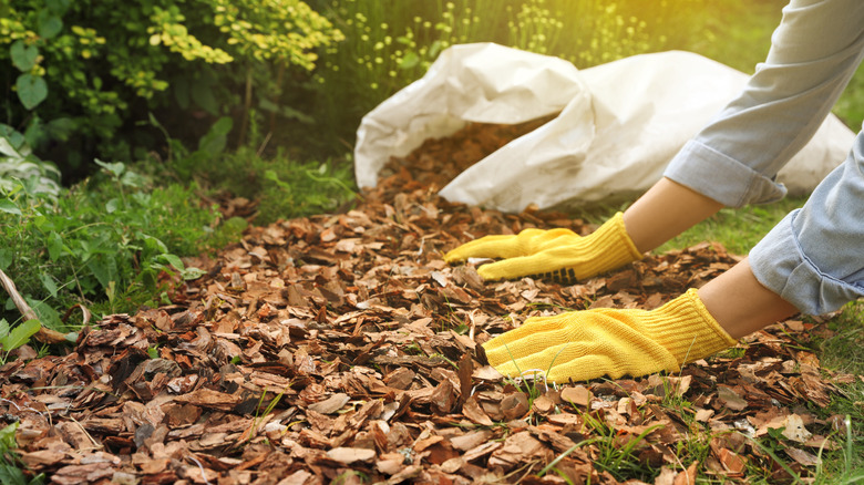 A gardener lays down wood chip mulch on a garden bed.