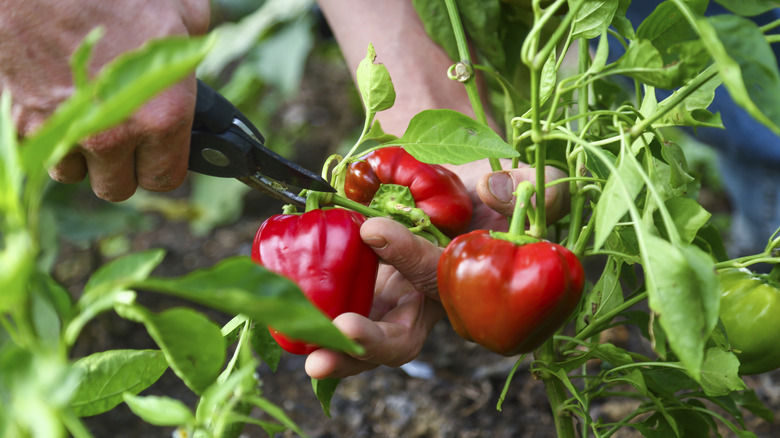 man harvests peppers in garden