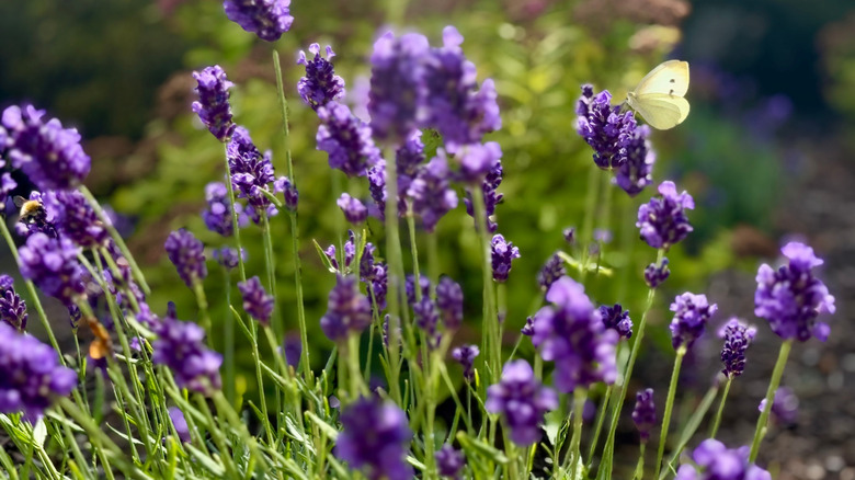 A yellow butterfly on a lavender plant in a garden