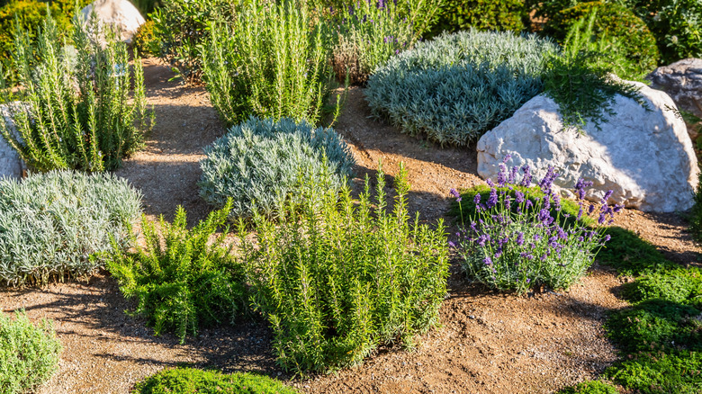 Drought tolerant plants including lavender sit in sandy, gravelly mulch.