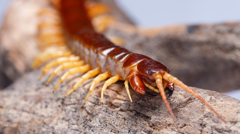 A centipede crawling on branches