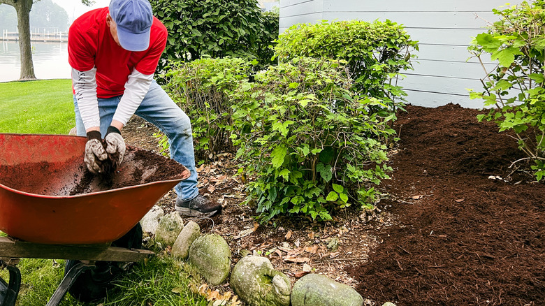 A person applying mulch to a garden bed from a wheelbarrow