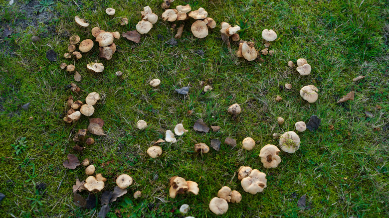 fairy ring of mushrooms on a lawn