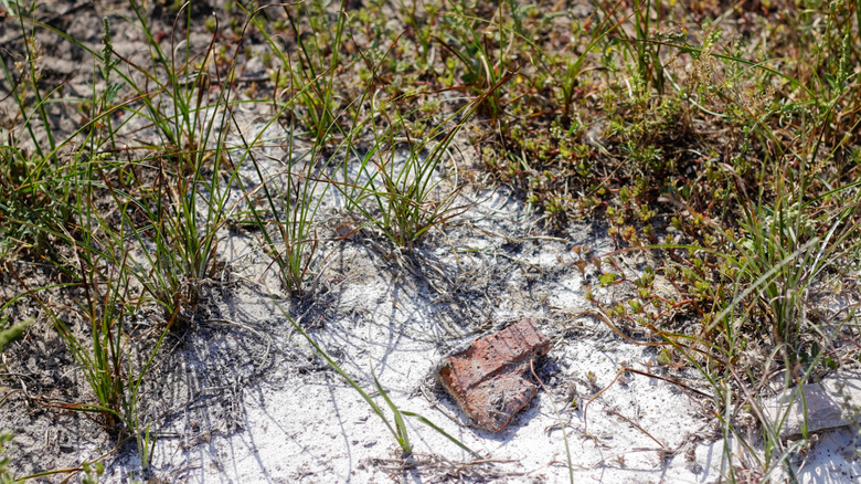 Bag of white, powdered hydrated lime poured on grass causing chemical burns