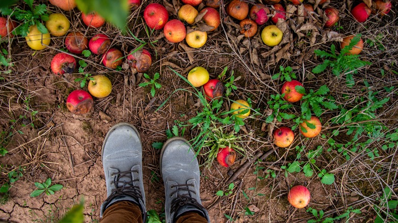 apples fallen on the ground