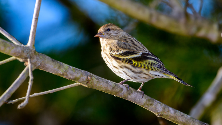 close up Pine siskin