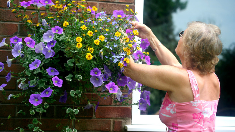 Inspecting a hanging basket for signs of fertilizer need