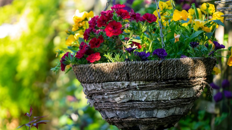 full and beautiful hanging basket