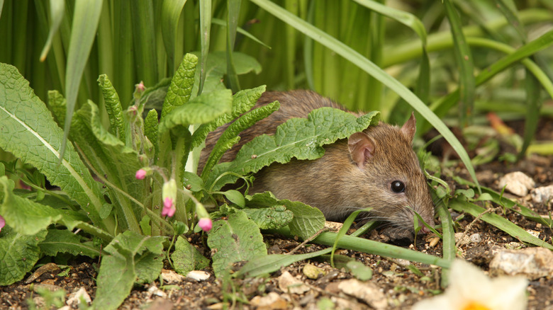 brown rat in green grass