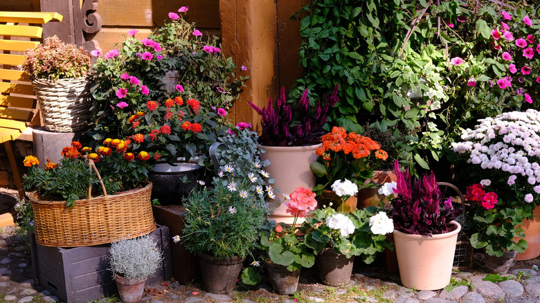 Lots of brightly colored flowering plants in a range of containers