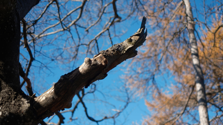 Dead tree with a bare branch