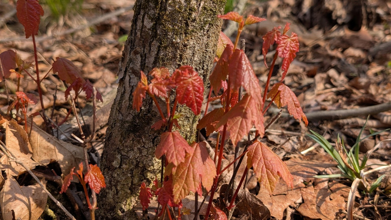Suckers growing at the base of a tree