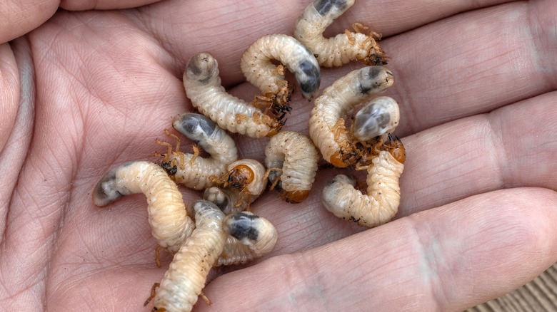 European chafer beetle grub in a hand