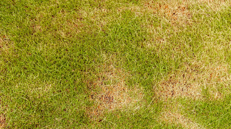 Dry damaged lawn