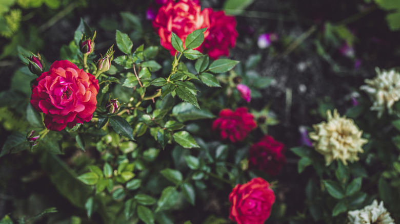 Red roses growing on a rose bush