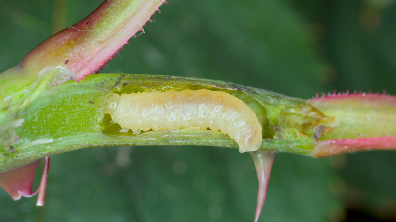 Rose borer eating into a cane