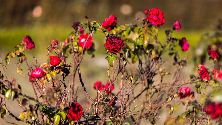 Red roses dying with no foliage on a bush