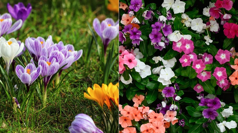 Split image of white, purple, and yellow crocuses, and white, pink, and purple impatiens