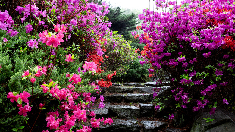 Azalea shrubs in a garden with a stone path