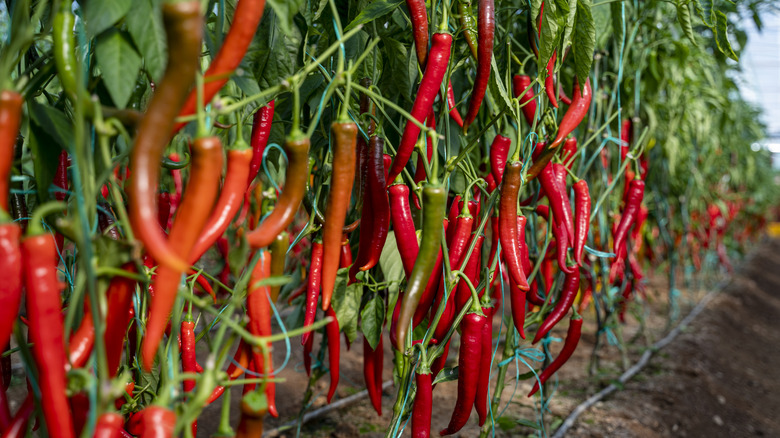Red chili peppers on vines in vegetable garden.