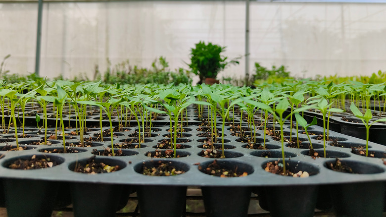 Capsicum annuum seedling sprouting inside plant nursery.