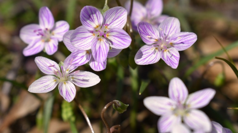 Closeup of dainty pink-striped fairy spud flowers.