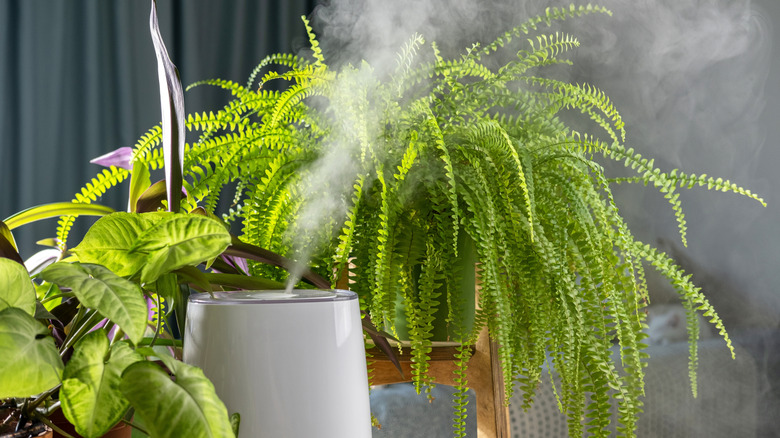 Close up of humidifier and houseplants