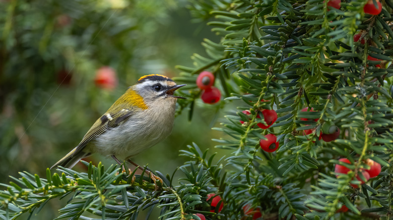 A bird sitting on a branch with red berries