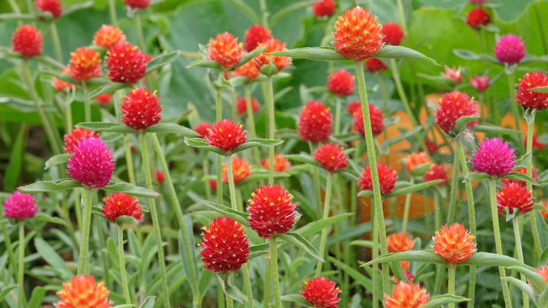 Red and purple versions of the button flower grow together