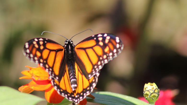 A butterfly hovers over red-orange flowers in the garden