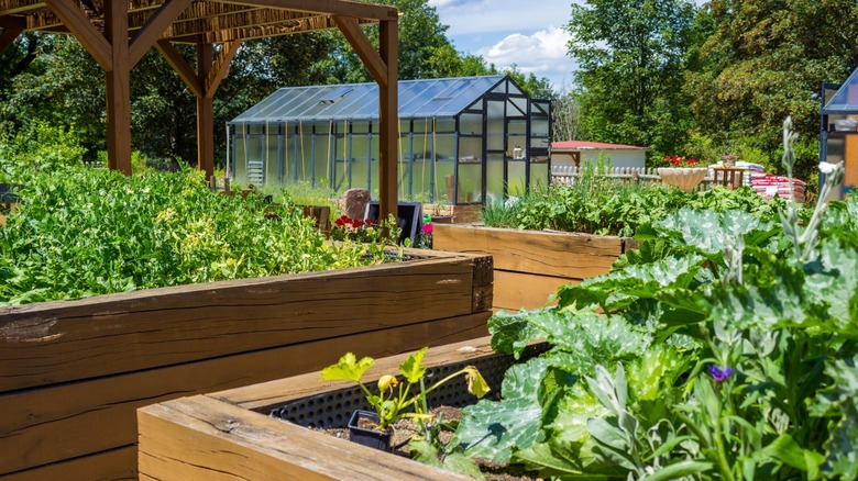 A garden with many raised beds
