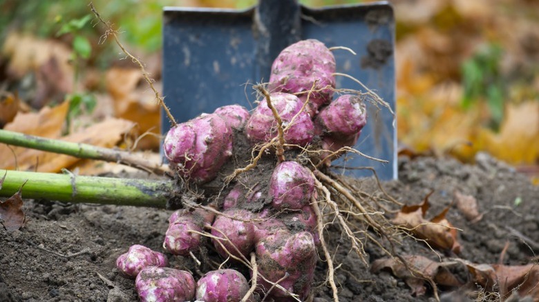 Digging up sunchokes from the garden