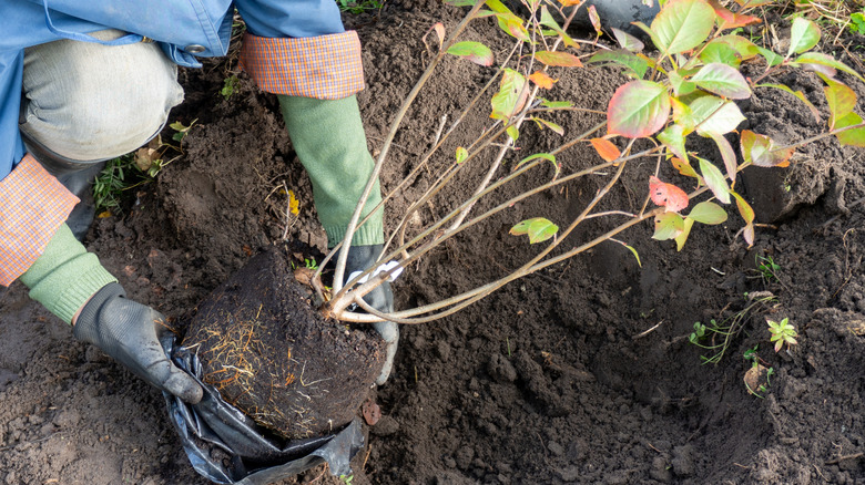 A gardener is setting a chokeberry bush into a prepared hole on a slope