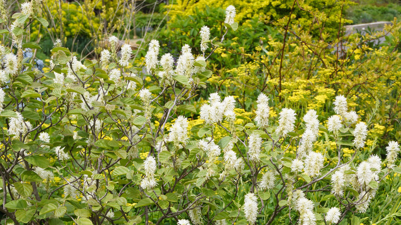 Dwarf fothergilla in bloom with white flowers