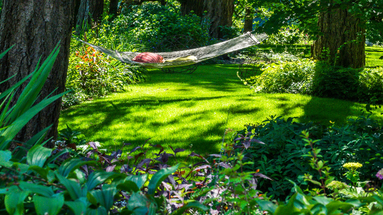A shade garden with variety of plants