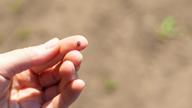 A tick crawling down a green blade of grass
