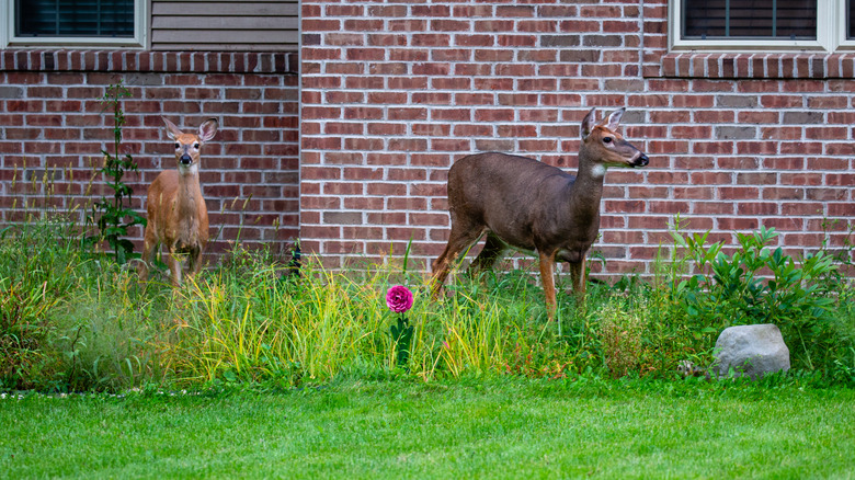 deer in front yard garden
