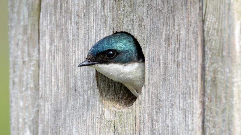 Bird peeking out of birdhouse