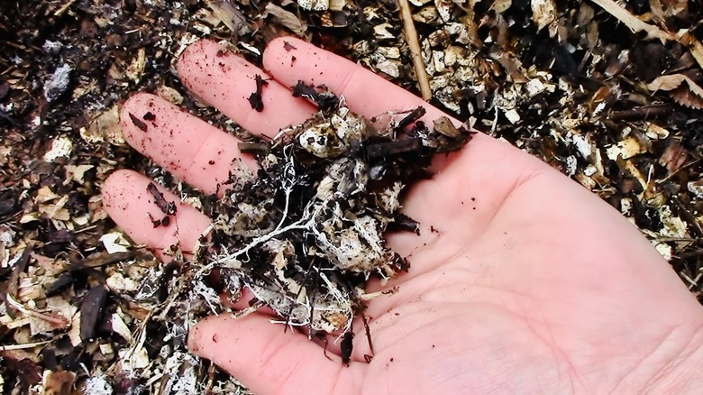 Mycorrhizae hyphae mixed with wood chips