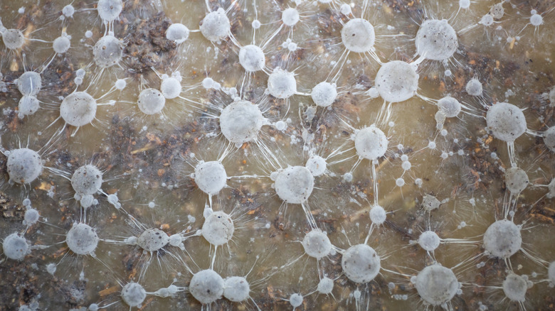 An up-close shot of mycorrhizae