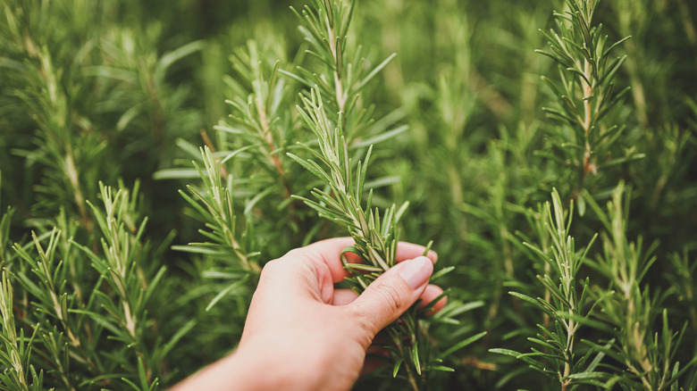 Hand touching rosemary plant in garden