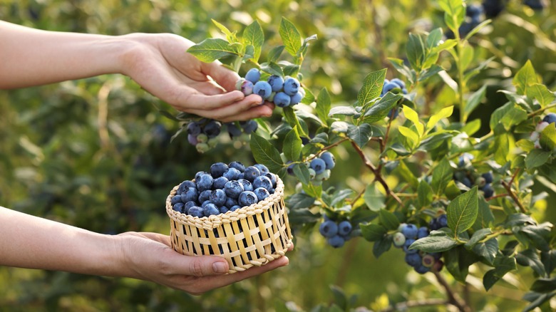 person picking blueberries