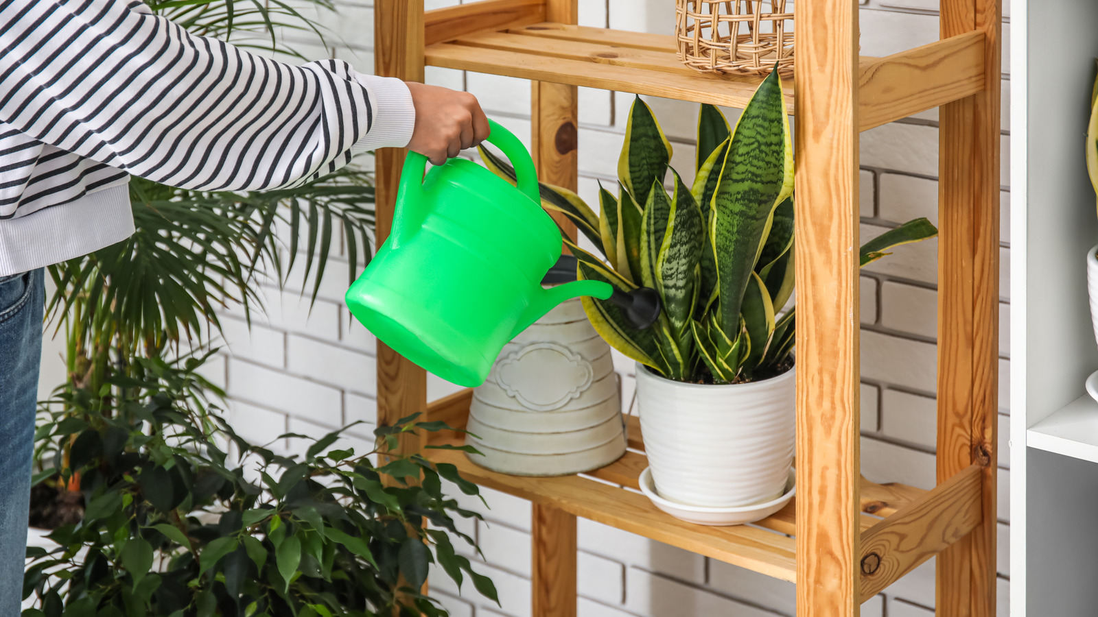 How To Fertilize Your Snake Plants Using Coffee Grounds & Why It Works