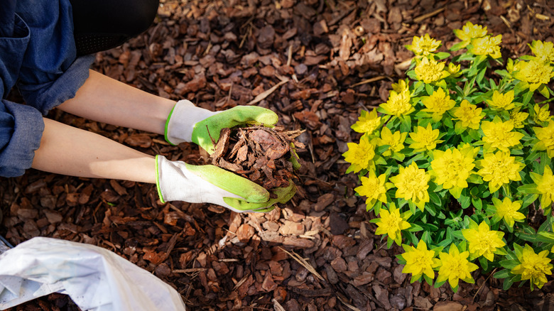 gardener mulching flower bed