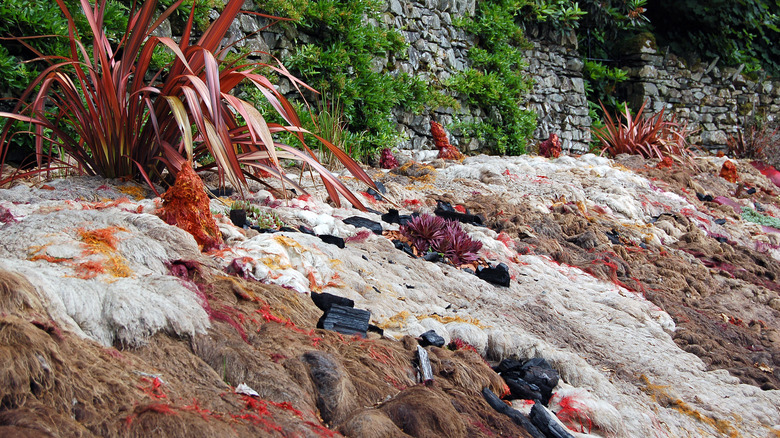 plants with colorful wool mulch