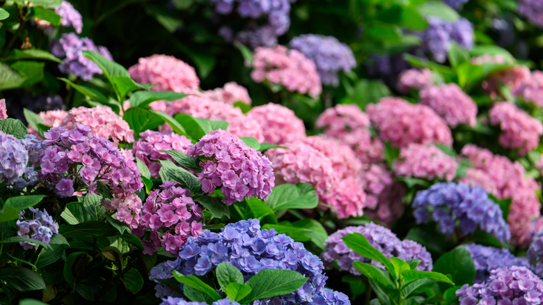 A stunning mixture of pink and purple hydrangeas